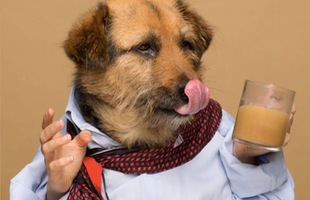 Không đùa đâu! Thế giới đã xuất hiện Start up Coffee độc nhất vô nhị chỉ dành riêng cho… loài chó